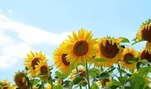 早安问候语加图片微商早安语录,微商早安励志语录正能量句子