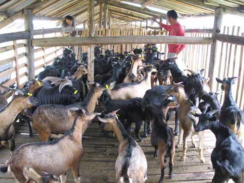 高脚羊养殖技术和注意事项,育成羊的饲养技术管理要点