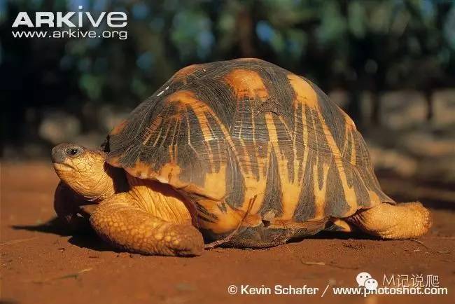 辐射陆龟名字由来,辐射陆龟是什么