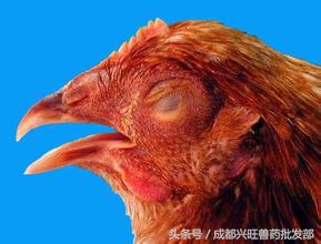 根据鸡的样子判断鸡的死亡原因,鸡羽毛蓬松翅膀下垂是什么病