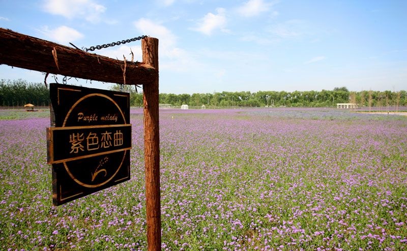 中国最大的薰衣草庄园,世界最漂亮的薰衣草庄园图片