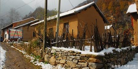 木耳采摘条件,怎么样辨别野生木耳