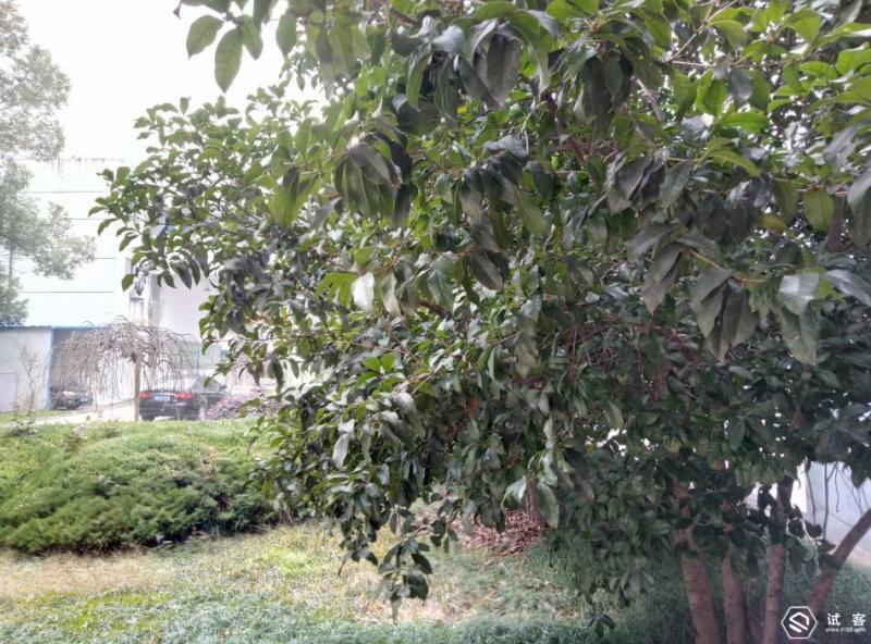 魅蓝note5王者荣耀,不足千元手机推荐