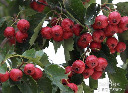 农村种什么果树赚钱快又好养,三农种植致富技术果树