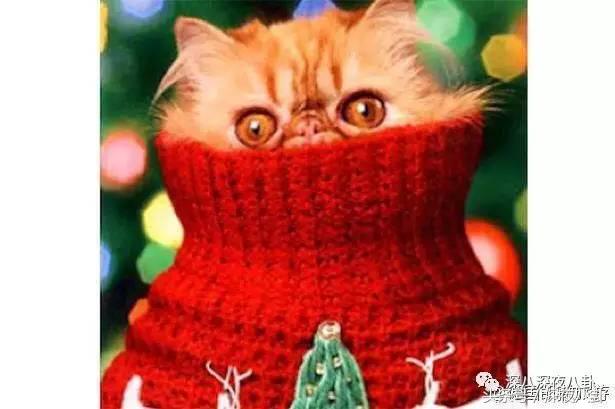 又到一年圣诞节,又到圣诞节了大家怎么看