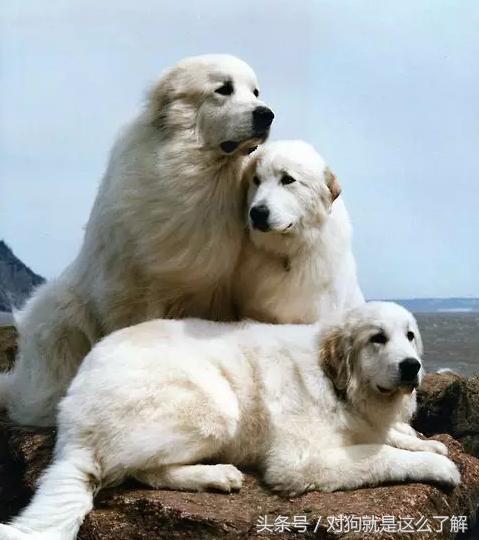 最凶悍的大白熊犬,常见的大白熊犬