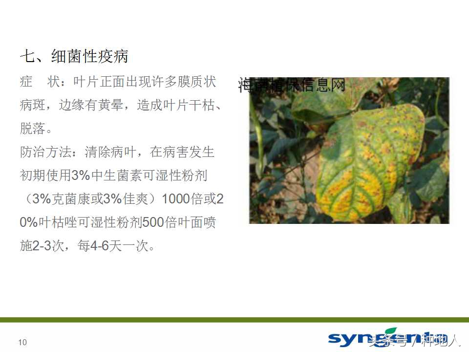 豆角种植防病方法,长豆角病虫害防治用什么农药