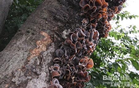 木耳采摘条件,怎么样辨别野生木耳