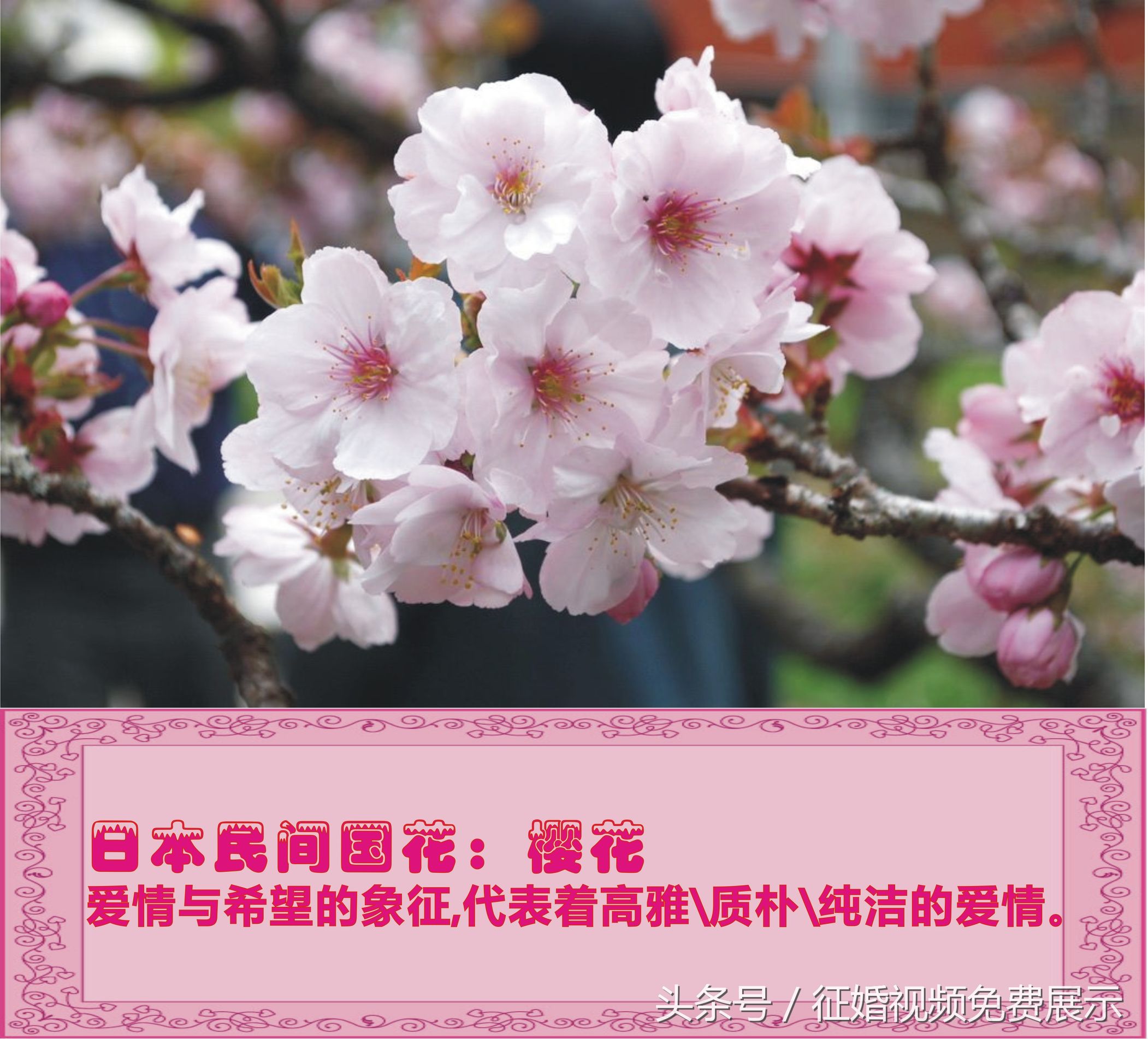 各国国花及象征意义,世界各国国花及寓意