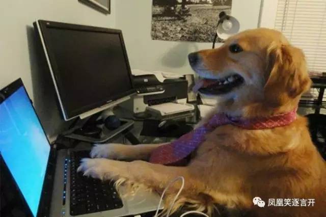 怎么判断电脑是a几还是i几的,如何判断自己是人还是狗