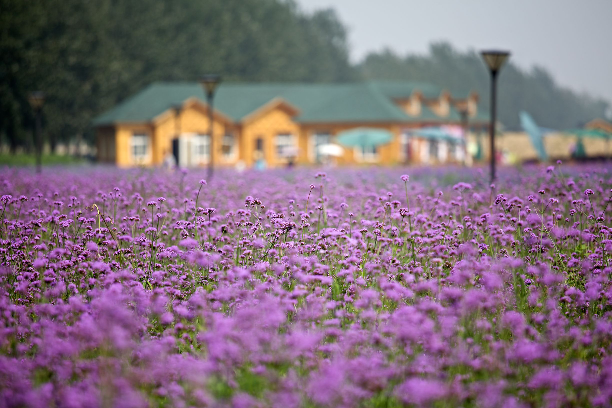 最美薰衣草庄园,中国最大的薰衣草庄园