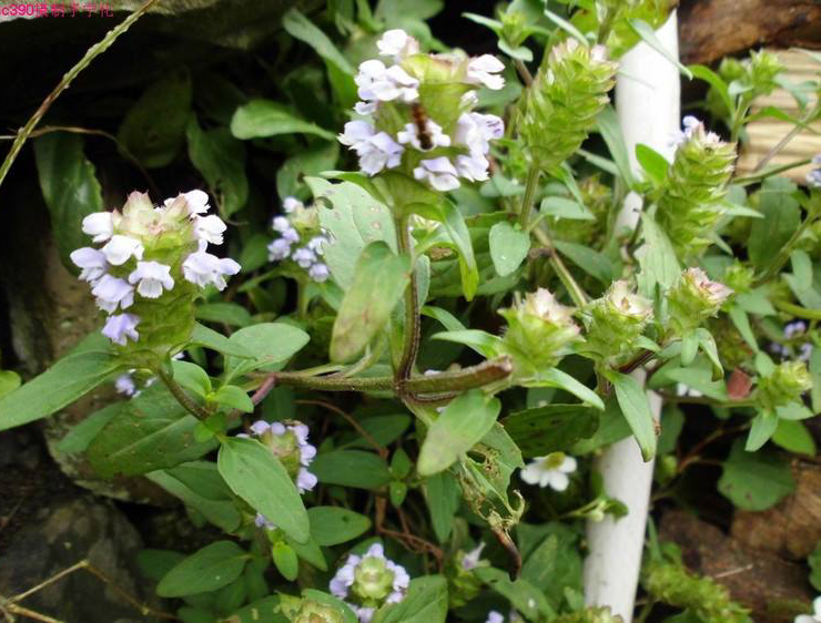 野生去火的草药,常见降火草药