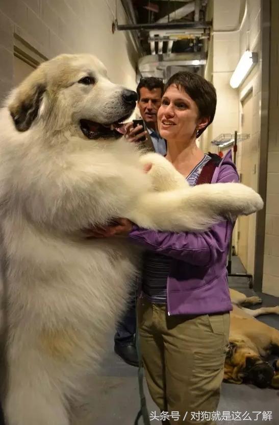 最凶悍的大白熊犬,常见的大白熊犬