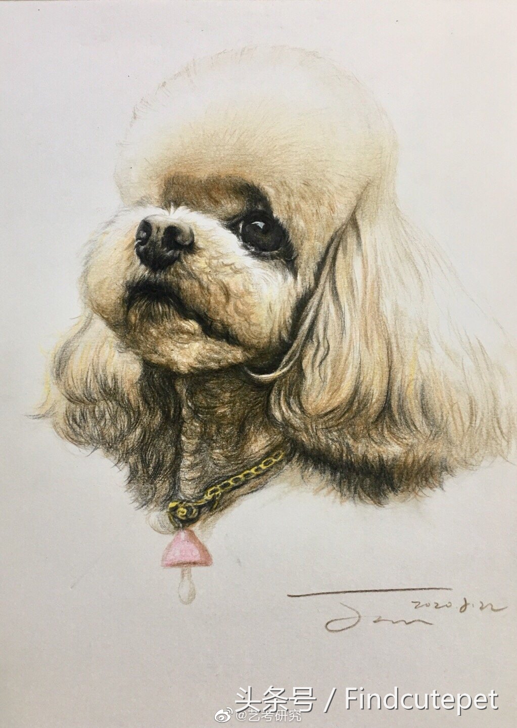 便宜又好养的三种狗品种,国外狗有几种