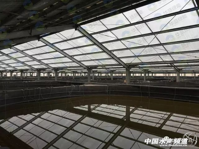 鱼虾住进光伏大棚，“头顶”还能发电