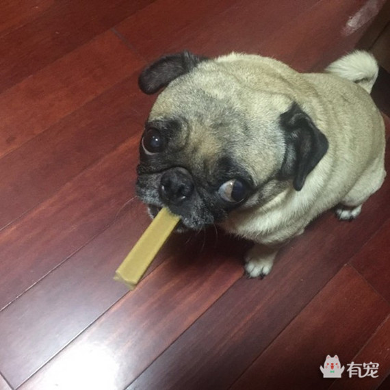 如何分辨宠物喜欢吃什么 (怎样知道自己的宠物适合吃什么)