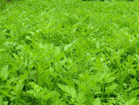 ‍‍‍如东路边42种草，天天踩它，却不知道它们好值钱~