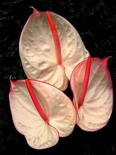 雾霾天气种植什么好养,雾霾天气养什么植物