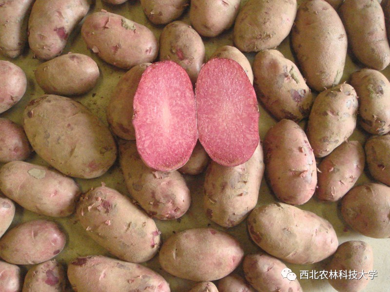 土豆烧牛肉最正宗做法视频,土豆烧牛肉为什么牛肉很硬