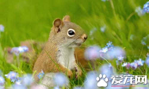 松鼠有哪些生活习性松鼠有贮藏食物的习惯