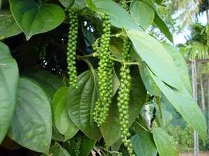 金酒就是松子酒吗,金酒是香槟吗