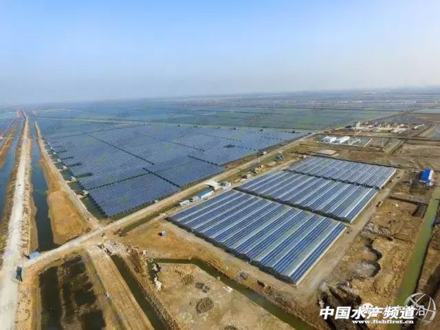 鱼虾住进光伏大棚，“头顶”还能发电