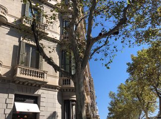 法兰西板鸭,板鸭西班牙语