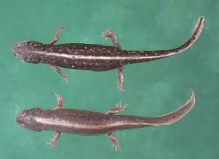 中国8种濒危物种是什么,中国极度濒危的十大物种名单