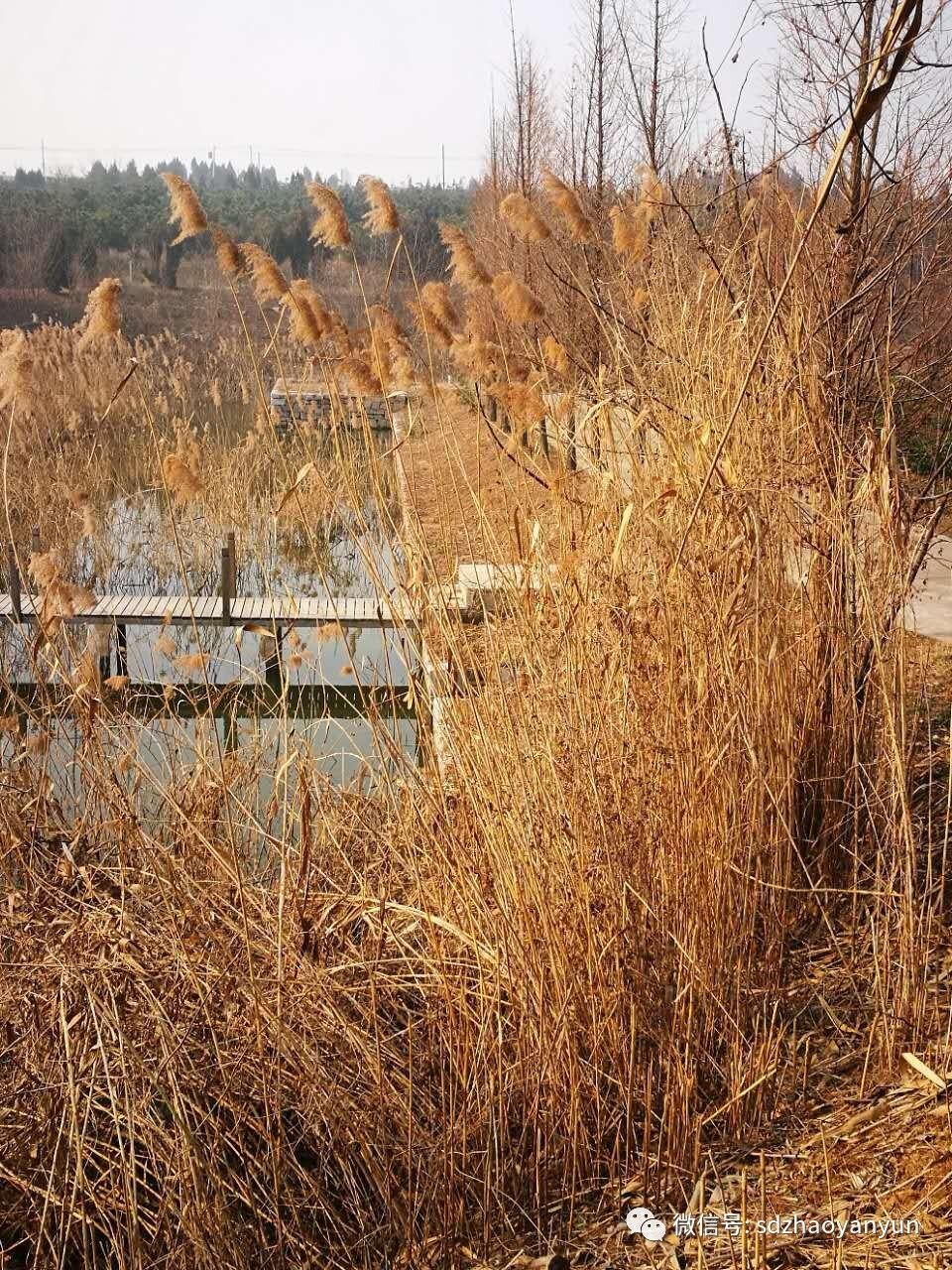 茶香余味图片大全,闻茶香品余味