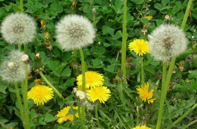 ‍‍‍如东路边42种草，天天踩它，却不知道它们好值钱~