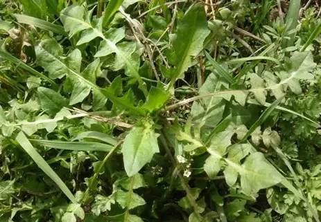 ‍‍‍如东路边42种草，天天踩它，却不知道它们好值钱~