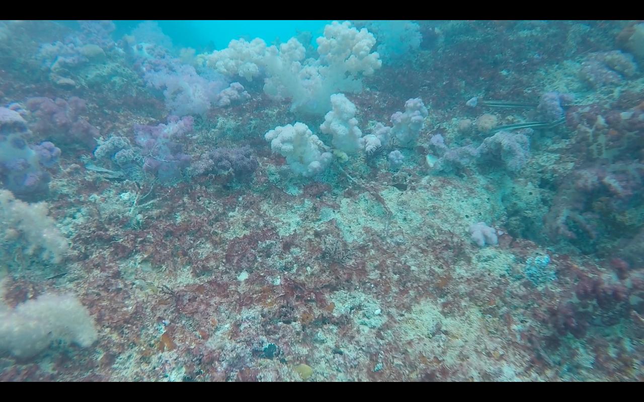 帕劳旅行攻略大全图文,帕劳旅行攻略图文大全