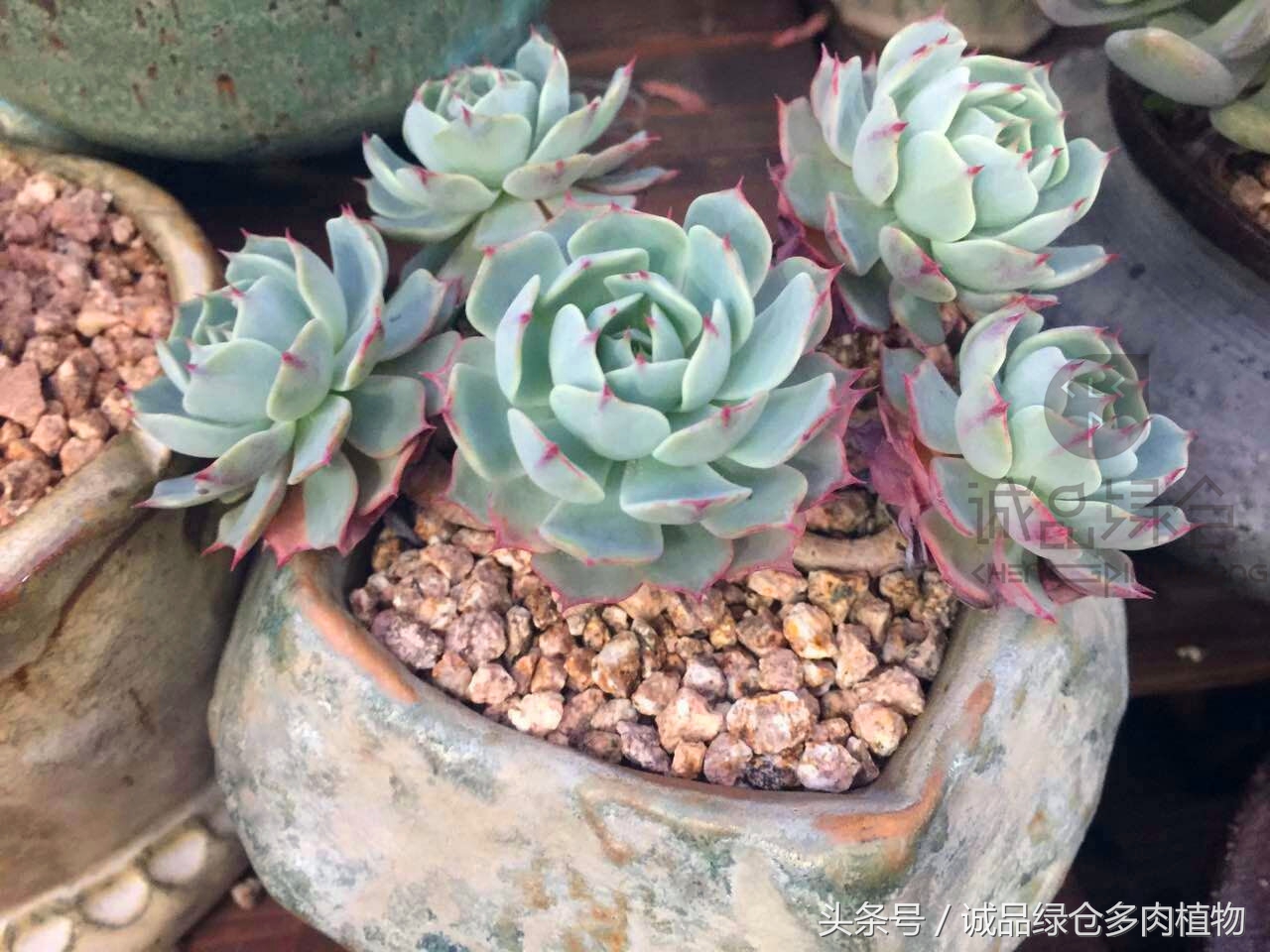 韩国正品直邮到手,韩国直邮多肉开箱