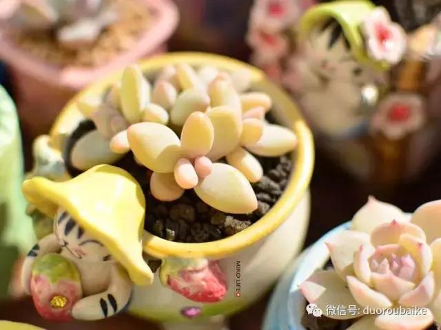 养肉路上不孤独，这些多肉趣事，你遇到过吗？