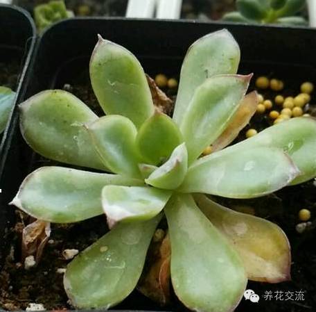 多肉会出现的病虫有哪些,网上刚买的多肉怎样种植怎样养护