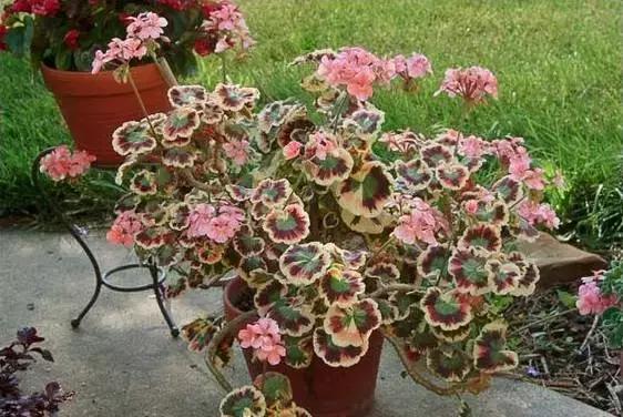 天竺葵不开花怎么办,天竺葵开花到几月份