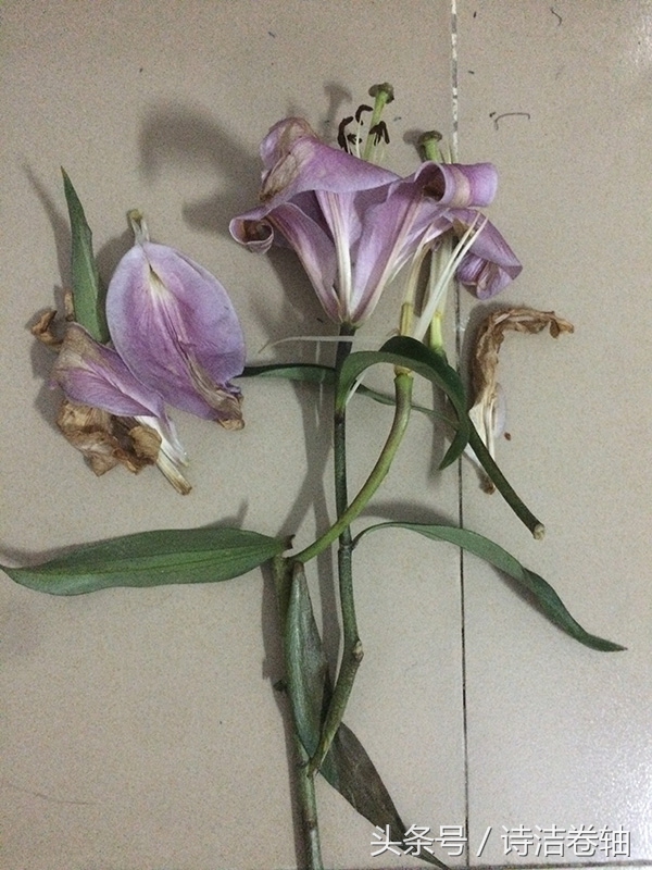 香水百合养了几天感觉又蔫了,香水百合容易养吗