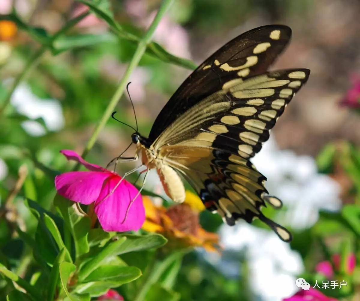 看昆虫各式“大嘴”如何吞天吞地~