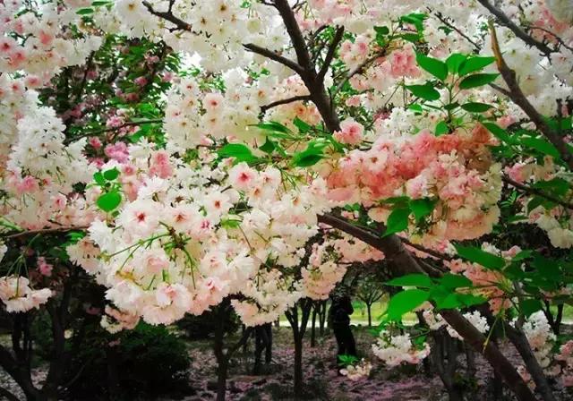 郑州速度！2条新地铁线下月开通，吃喝玩乐去哪儿都不愁