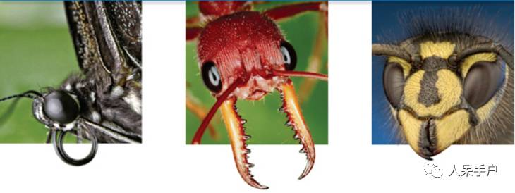 看昆虫各式“大嘴”如何吞天吞地~