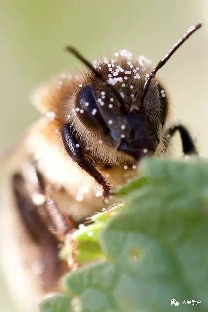 看昆虫各式“大嘴”如何吞天吞地~
