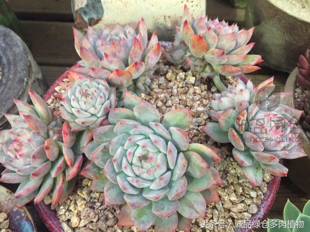 韩国正品直邮到手,韩国直邮多肉开箱