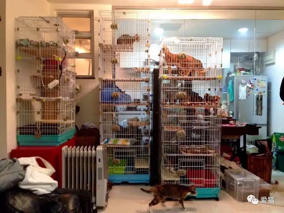 她纹身但她是个好女孩，照顾了20只没人愿意领养的残疾猫咪！