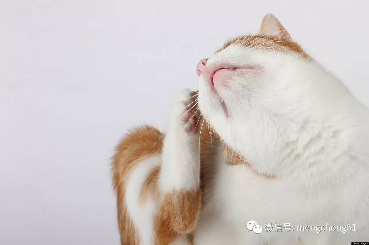 家有猫癣怎么消毒,家猫得了猫癣怎么预防传染人
