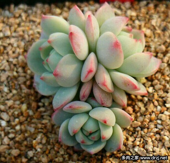 多肉品种是怎么杂交出来的,跨物种杂交成功的有哪些