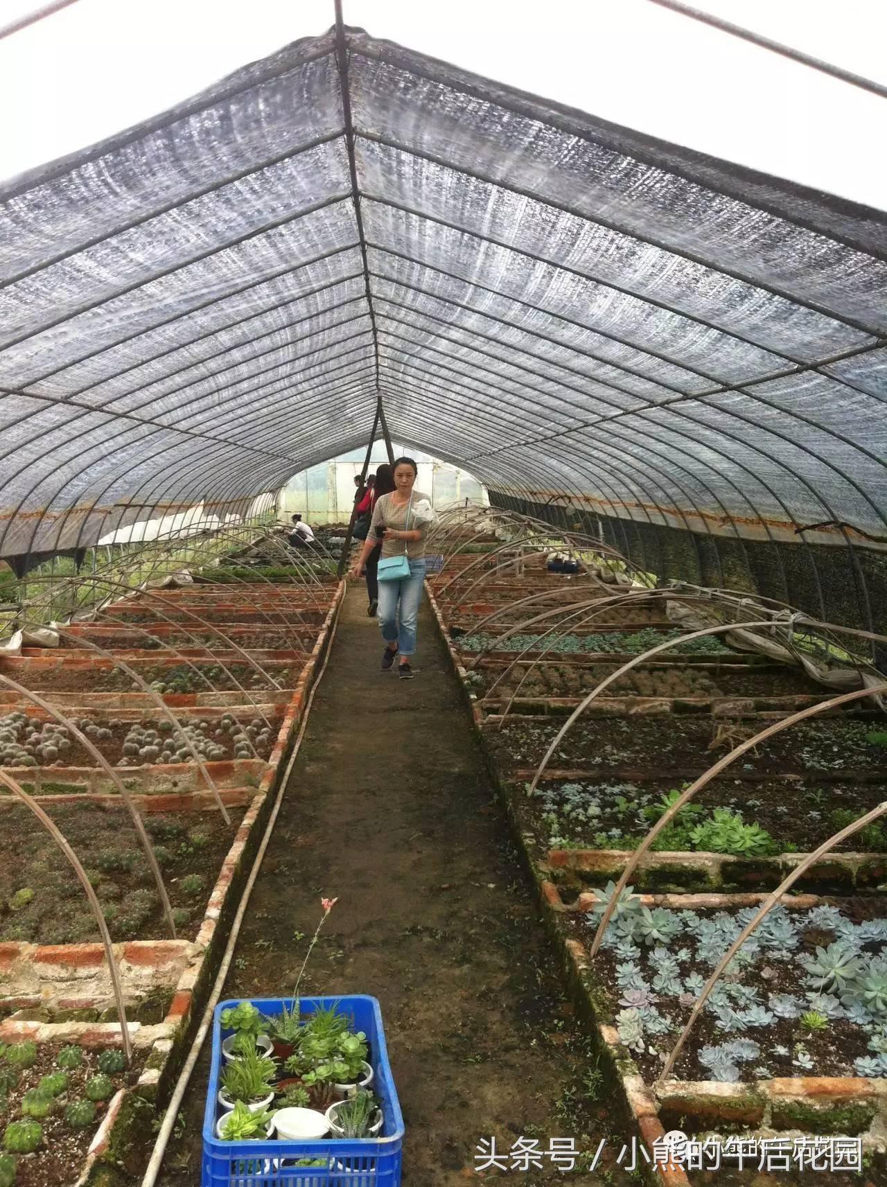 一九九六年历史大事,17年多肉市场变化趋势