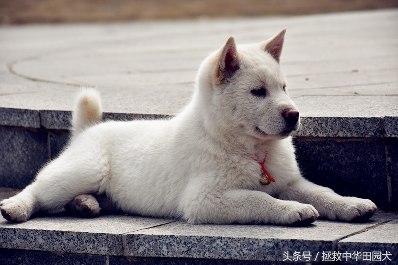萨摩耶犬的体型和特征,珍岛犬与中华田园犬区别