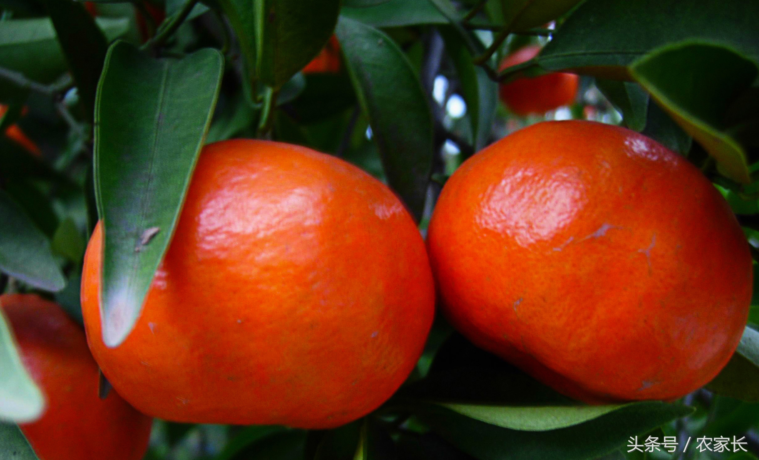 树里藏“火”小灯笼甜甜农家小红桔