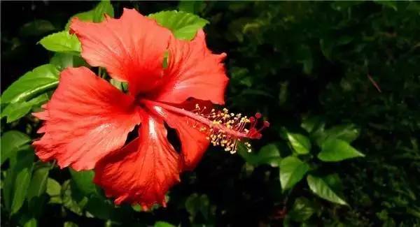 中国各大城市的市花分别是什么,吉林省省会长春市市花是什么