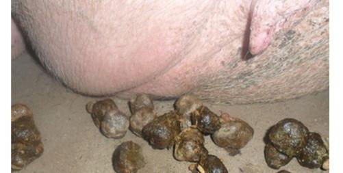 母猪便秘对人体有影响吗,母猪便秘对产子有影响吗